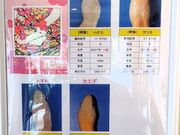 ͂񂳂̔֊ϗ{݂̓eʐ^2