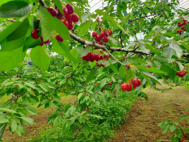 �^�ԂȃT�N�����{_��]�̋u�_��