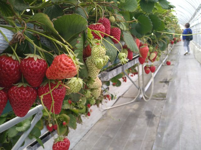 �g�ق���_�����X�g���x���[�p�[�N