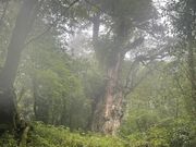 ĂĂĂYamakarav̓eʐ^2