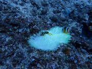 ݂قMiyako Blue Trip̓eʐ^1