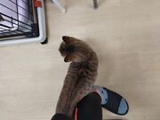 ₿񁙂̉Ԃ̖؃VF^[̓eʐ^10