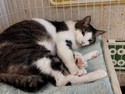 ₿񁙂̉Ԃ̖؃VF^[̓eʐ^11