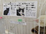 ₿񁙂̉Ԃ̖؃VF^[̓eʐ^9