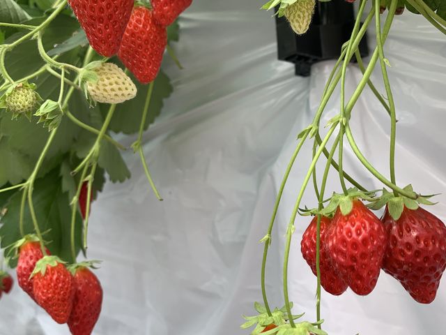 ������_�������̉�