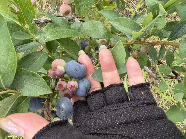 ���������ς�_�V���K�[�f���`�c�ɃJ�t�F�`