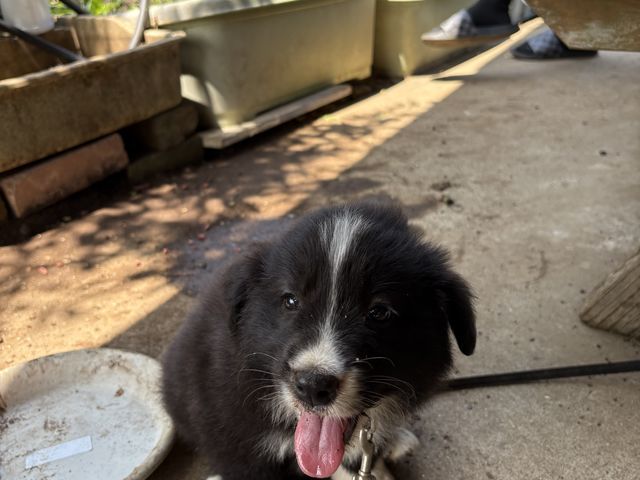 ���킢���Ԃ����_�V���K�[�f���`�c�ɃJ�t�F�`