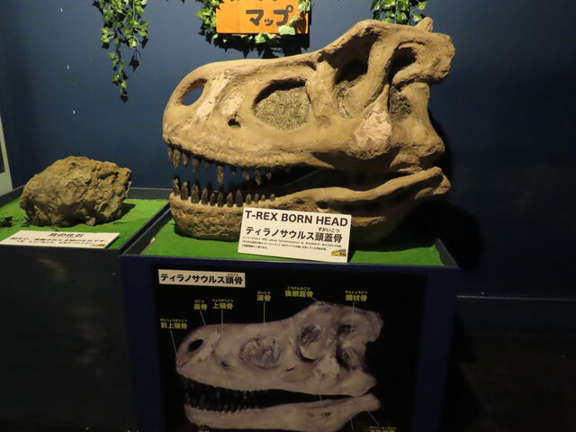 eBmTEX̓W̖͌^ł_3DHE