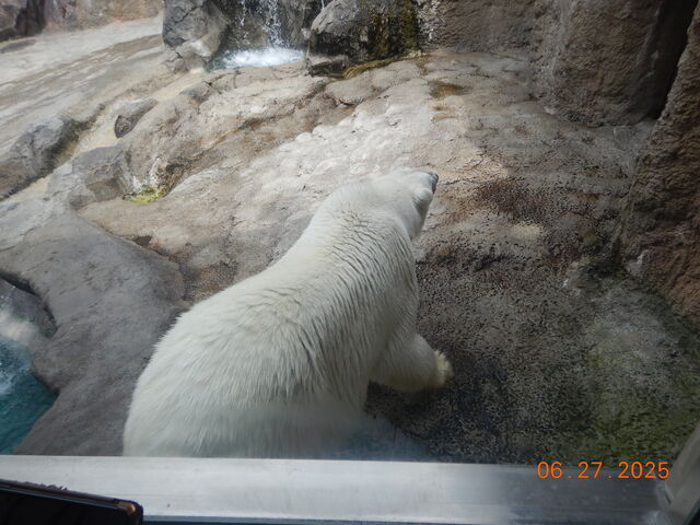 �V���N�}_���R������