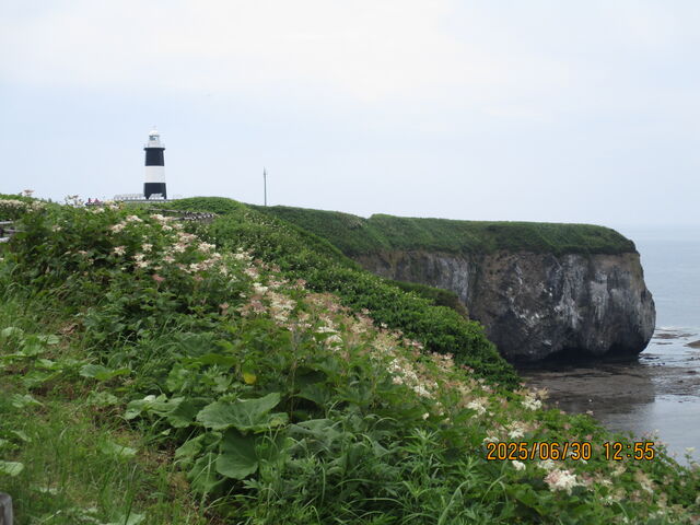 �\�斦�̓���_�\�斦�C��