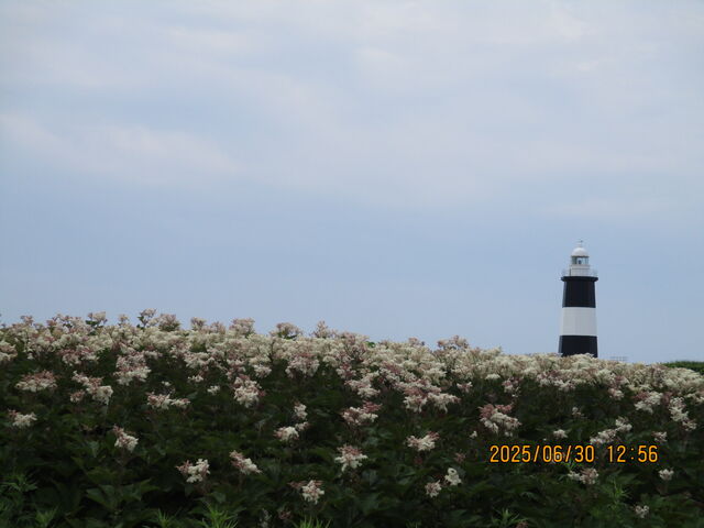 �\�斦�̓���Ɖ�_�\�斦�C��