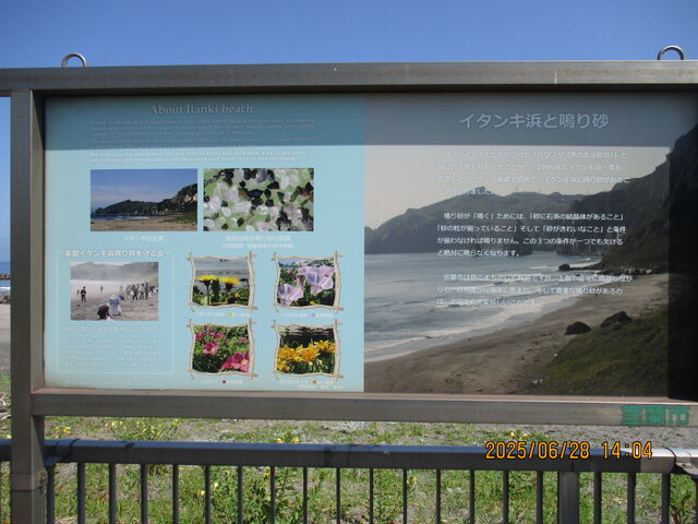 �C�^���L�l�Ŕ�_�C�^���L�l