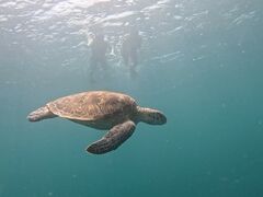 nZ񂳂SHISHIΊ_ւ̓eʐ^1