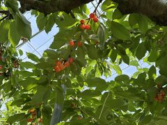 Ђ̃iJmt[ciόʎjւ̓eʐ^1