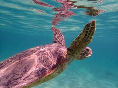 肩nico {Óւ̓eʐ^1