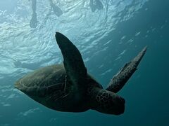 ꂢSHISHIΊ_ւ̓eʐ^1