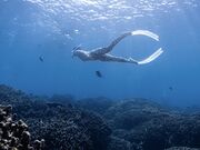 UL}Sun Tribe miyakojima̓eʐ^1