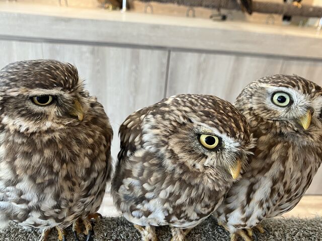 �񂪂Ђ�����Ȃ��ɉ���ĉ����ł��I_�ӂꂠ���J�t�F ���ӂ肱����