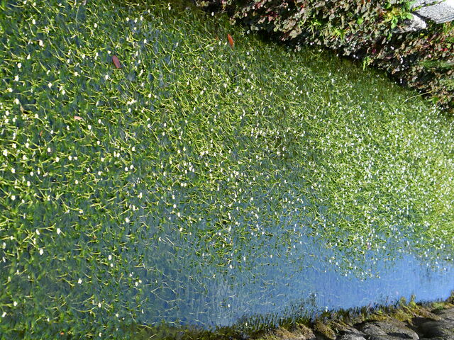 �Ă͋߂��̐�ɔ~�ԑ����炫�܂��B_�\�����̐�