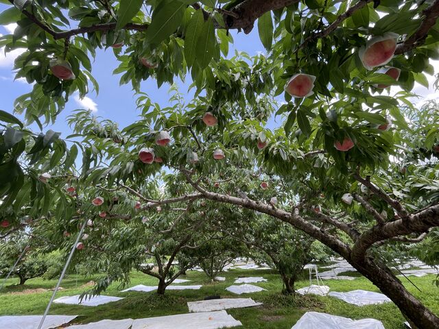 �����̖�_�׉ʉ�