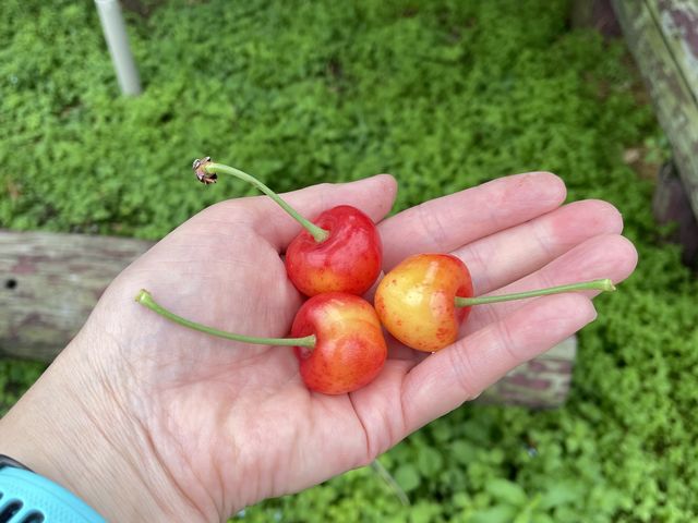 ���X�����āA������������_���������̏h�ό��ʎ���