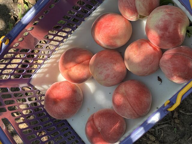 ����Ȃɔ����Ƃ͎v��Ȃ�������_�������̉���