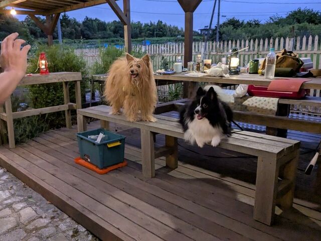 ���A��ɃI�X�X���ł��B_GRIMON