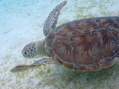 䂩̋{blue܂ق΂ւ̓eʐ^1