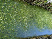 silverhornbeaȑ\̐̓eʐ^1