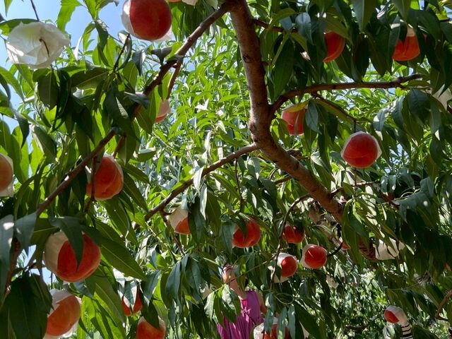 ���ǂ�����_��ԉ�