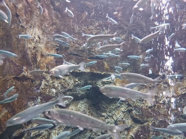 �����̋�����_�T�P�̂ӂ邳�Ɛ�ΐ�����