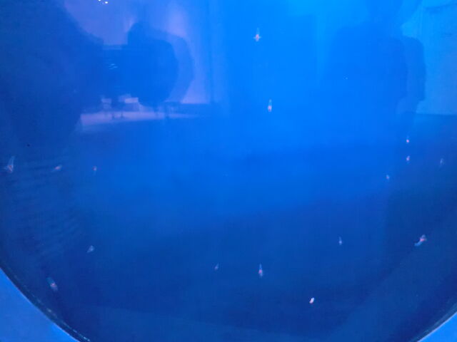 ���ɂ����ł����������Ĕ����̂��N���I�l�ł��B����Ȃɏ��������̂Ƃ͏`�܂���ł����B_�I�z�[�c�N���X��