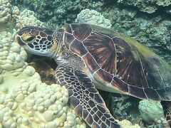 䂫SHISHIΊ_ւ̓eʐ^1