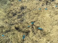 }}̐Ί_ ADVENTURE PiPiւ̓eʐ^1