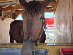 W̑эLni΂񂦂\jւ̓eʐ^1