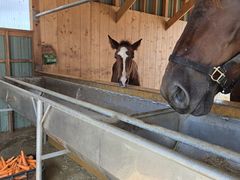 W̑эLni΂񂦂\jւ̓eʐ^2