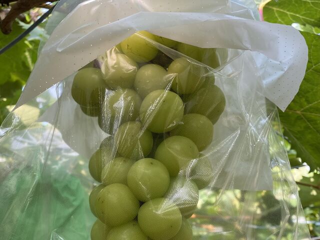 �V���C���}�X�J�b�g��[���_�ނݐΈ䗜��