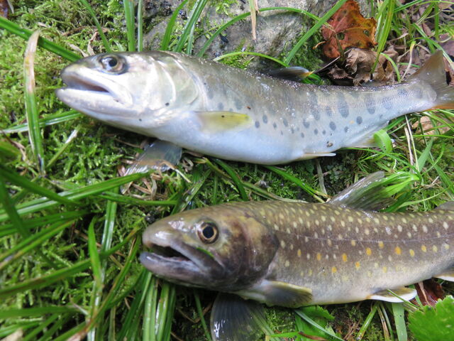 �����O�͗�v����A�������z����Ɩ�t��A�k�ɂ͕ɐ����ƌk���ނ�t�ɂ͂��܂�Ȃ��B
_������@�Õ�