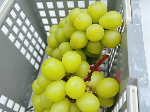 ���傫��_�X�c�Ԃǂ���