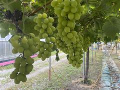 AbNX̂Ѓt@[ւ̓eʐ^1