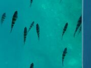 �Ё[���񂳂�̐V���C��ό��Z���^�[�̓��e�ʐ^2