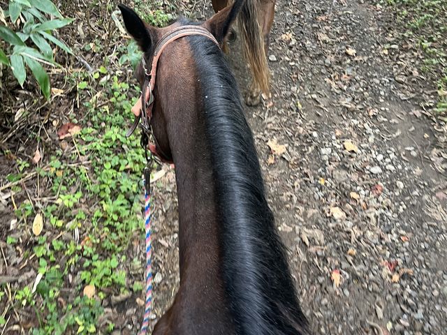 ����������ɏ��܂����I_�t���z�[�X�����`