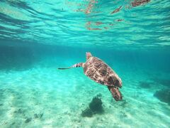 ���b�L�[����̋{�Ó��}���� SUGAR3�ւ̓��e�ʐ^1