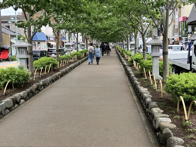 �A����Ă���͍̂��̖؂������ł��B_�i��