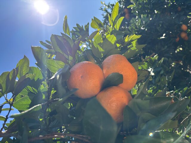 �����傫�߂݂̂��񂪑����ł��B�喞���I_�ؑ��ό��݂���