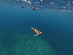 �݂���񂳂�̃_�C�u�n�E�X�}���^�Ί_���ւ̓��e�ʐ^1