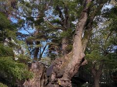 mame����̗��{�_�Ђ̑��ւ̓��e�ʐ^1