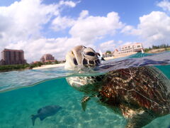 ��񂳂�̋{�Ó��}�����V���b�vSmiley�ւ̓��e�ʐ^1