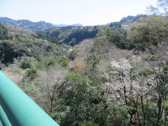 �Ԃ���񂳂�̔����k�J�̓��e�ʐ^1