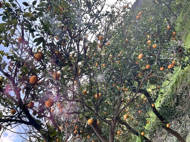 �X�C�[�g�X�v�����O_��؉�